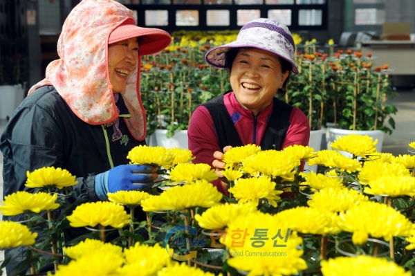 가을국화 전시회가 22일 문화복지센터 로비에서 열려 지나는 행인들의 눈길을 사로잡고 있다.