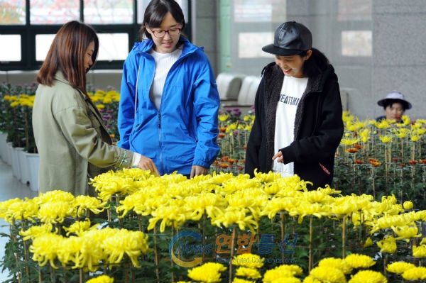 가을국화 전시회가 22일 문화복지센터 로비에서 열려 지나는 행인들의 눈길을 사로잡고 있다.