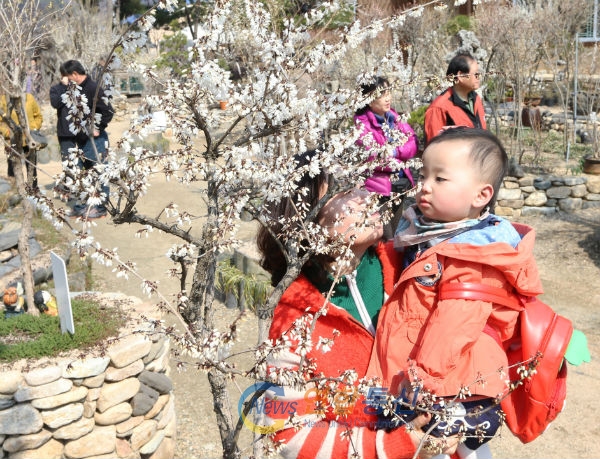 사진설명 : 미선나무꽃축제에 참가한 아이