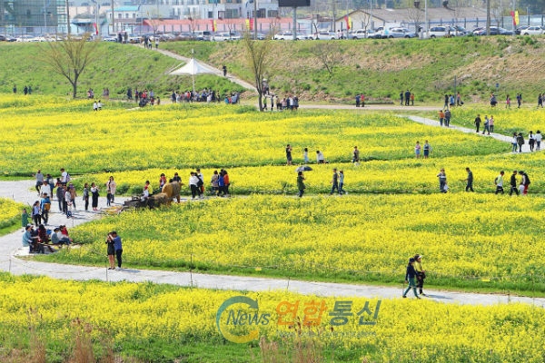 사진설명 : 주말, 영산포 둔치공원 일대 유채꽃밭에서 즐거워하는 사람들.
