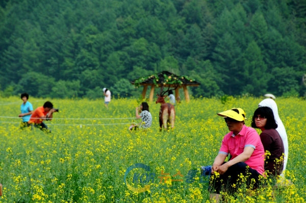 사진설명 : 태백산국립공원 입구 유채꽃 축제 행사장에 가족단위 여행객들이 휴식을 취하고 있다.