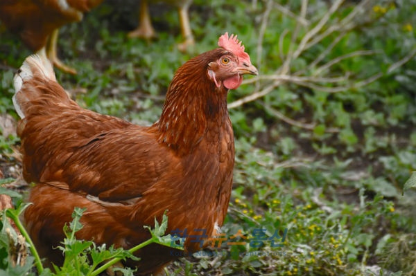 춘천시는 고병원성 조류 인플루엔자(AI) 차단 방역을 강화하기 위해 관내 소규모 사육농가의 닭을 모두 수매키로 했다.