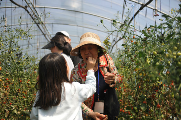 2017 쌈채축제를 방문객들이 찾아와 쌈채와 토마토 수확체험을 하고 있다.
