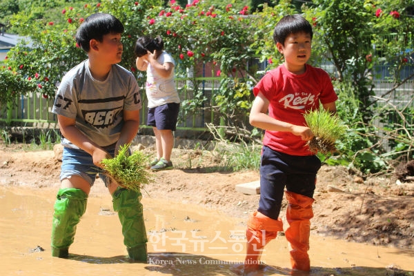 삼척남초등학교는 19일 오전 9시, 학교 논에서 친환경 모내기 행사를 했다.