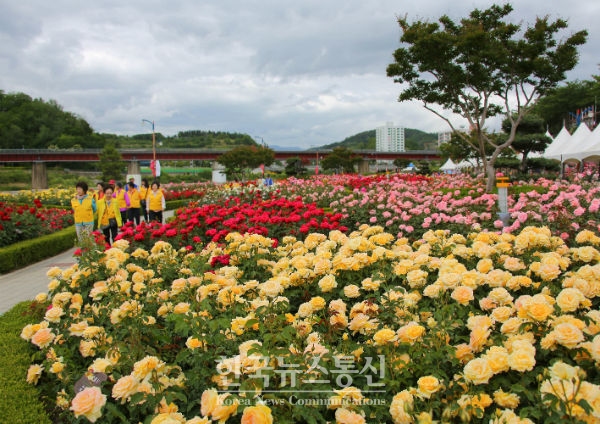 삼척시 오십천 장미공원에서 작년에 이어 두 번째 장미축제가 열린다.