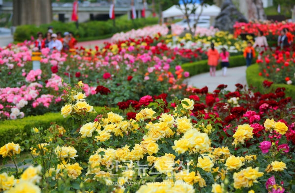 삼척시 오십천 장미공원에서 작년에 이어 두 번째 장미축제가 열린다.