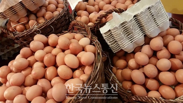 속초시 농업기술센터는 최근 살충제 성분이 검출된 계란의 유통과 관련하여 지난 8월 16일 관내 대규모 계란 유통업소를 일제 점검한 결과 살충제가 검출된 계란의 유통은 없는 것으로 확인했다.