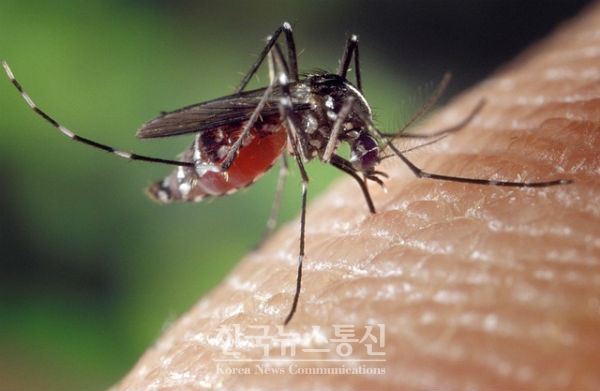 강원도보건환경연구원은 도내 9개 지역을 대상으로 일본뇌염 및 말라리아 등 매개모기 감시사업을 실시한 결과, 8월 1주에 채집된 빨간집모기로부터 일본뇌염바이러스를 검출했다.