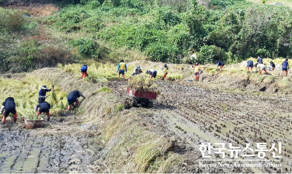 삼척시(시장 김양호)는 19일 제25호 태풍 콩레이로 벼 도복 피해를 입은 원덕읍 임원리 농가를 찾아 일손돕기 활동을 펼쳤다.