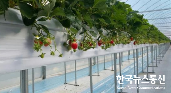 원주시 농업기술센터(소장 지성현)가 시범사업으로 추진하고 있는 치악산 딸기가 지난 11월 하순부터 출하를 시작해 소비자들로부터 큰 인기를 얻고 있다고 6일 밝혔다.