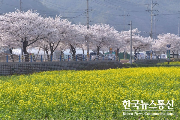사진 : 2018년 삼척 유채꽃축제장