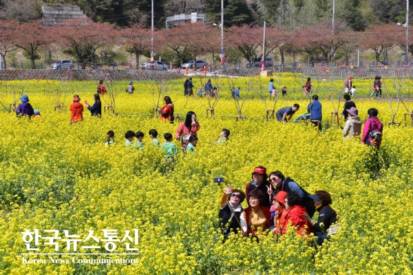 사진 : 2018년 삼척 유채꽃축제장