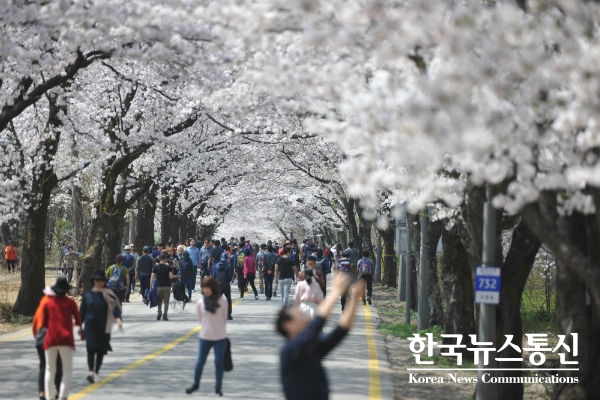 사진 : 봄꽃성지 벚꽃터널