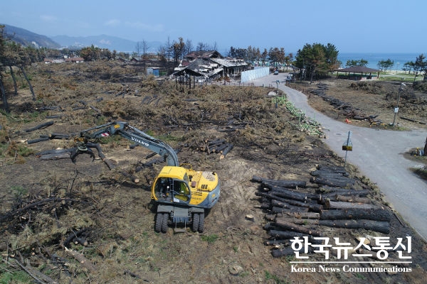 사진 : 대형 산불로 피해를 입은 망상오토캠핑리조트 피해목 작업 현장