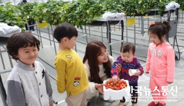사진 : 치악산딸기생산자협의회 회원이 딸기 재배로 안정적인 소득을 올리며 농촌 정착에 성공하고 있다.