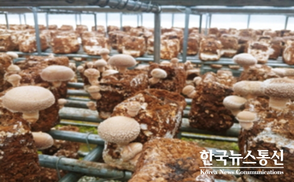 사진 : 영월 GAP인증 표고버섯