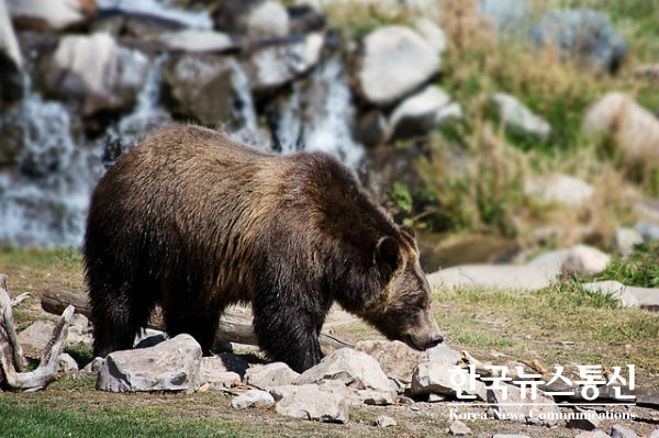 2006년부터 지리산 관리지역에 방사된 반달곰 중 방사지역을 벗어난 반달곰이 또 있는 것으로 확인됐다.