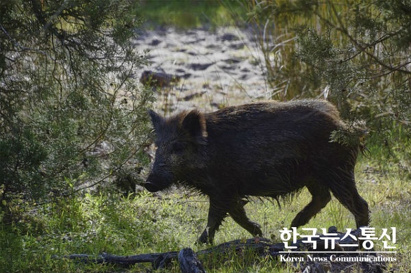 철원군 원남면 민통선지역 내 야생 멧돼지 폐사체(3두)에서 ASF 감염이 확인 되어 야생멧돼지로 인한 농장 유입 위험이 고조되는 엄중한 상황이다.