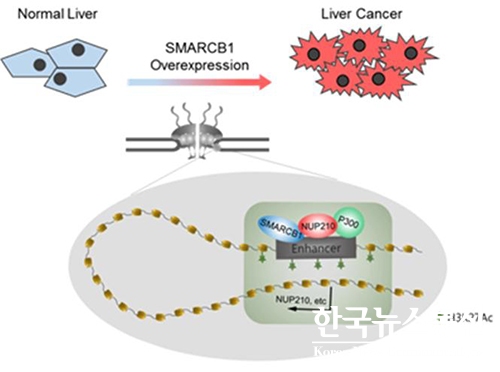 사진 : 간암에서 SMARCB1의 과발현으로 핵막단백질 NUP210 인핸서에 크로마틴 구조 변화를 야기하여 비정상적인 발현을 유도시켜 간암 발생 및 유지에 기여하는 기전 규명했다.